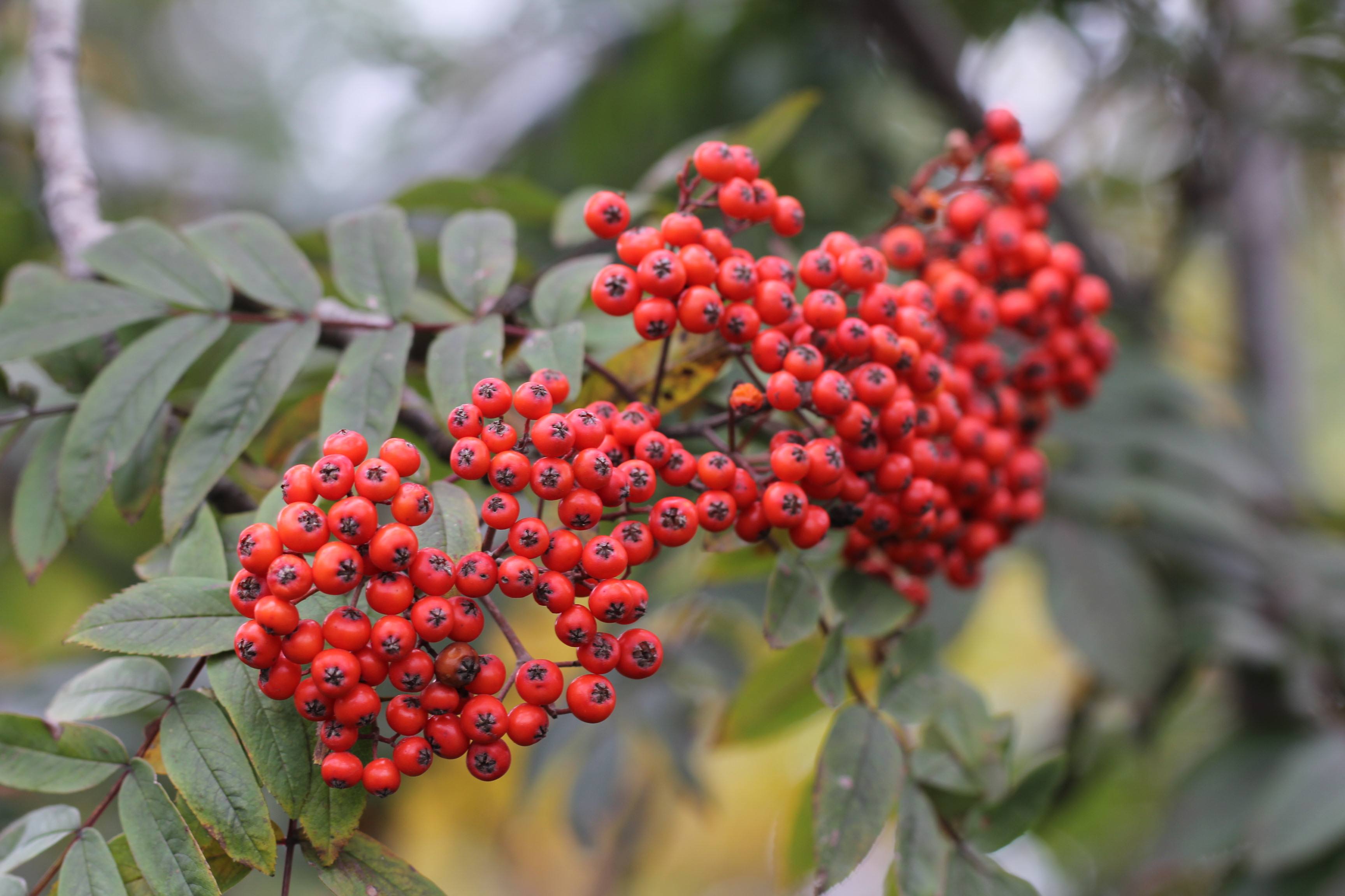  p>黄山花楸(学名: i>sorbus amabilis /i> cheng ex yu)是蔷薇科花楸