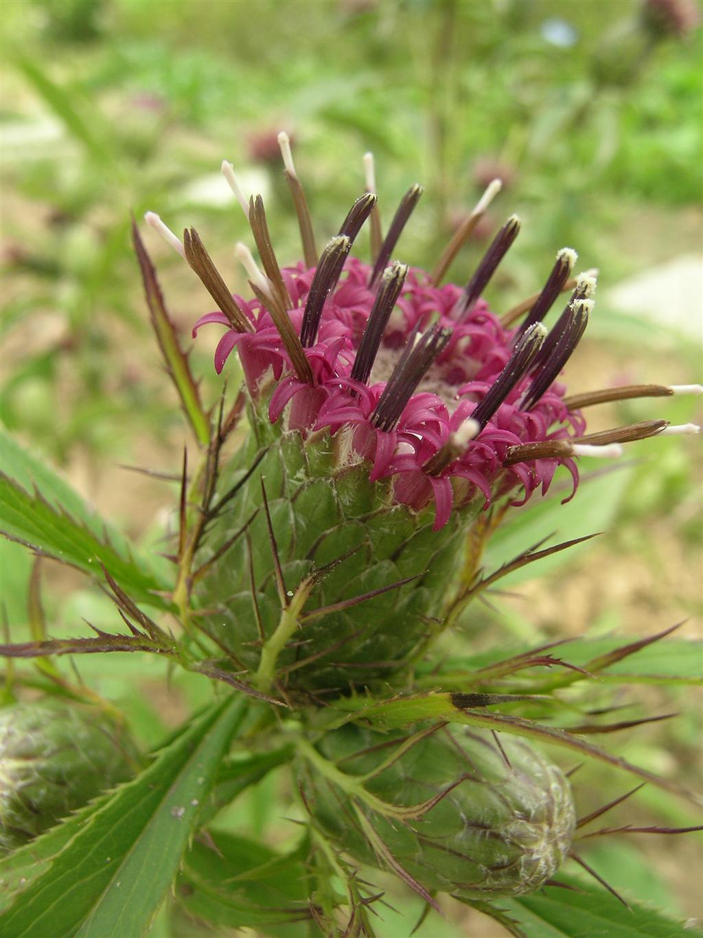  p>苍术属(atractylodes dc.