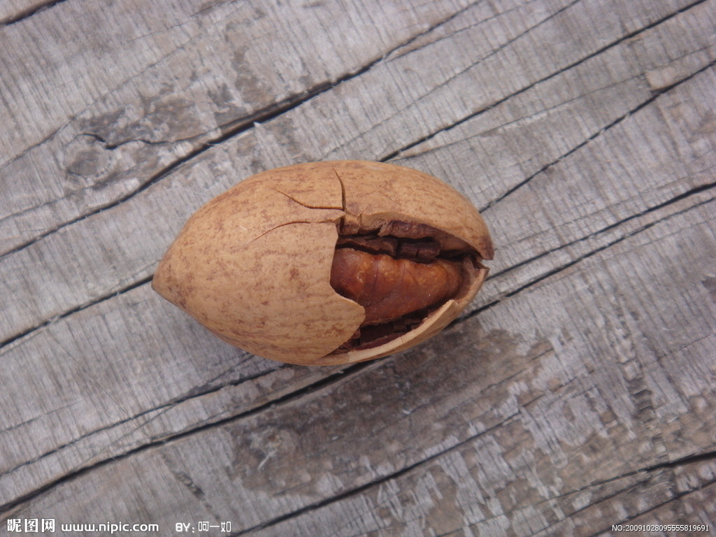  p>美国山核桃(学名: i>carya illinoinensis   /i>(wangenh.) k.