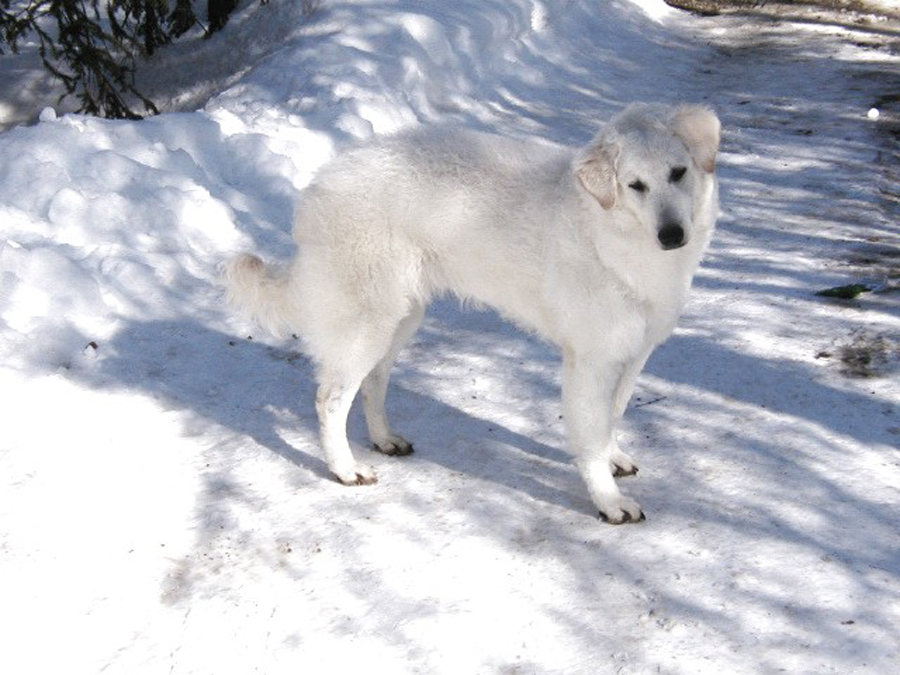  p data-id="gnx82ljtyd">库瓦兹犬是指一种好的 a target="_blank"