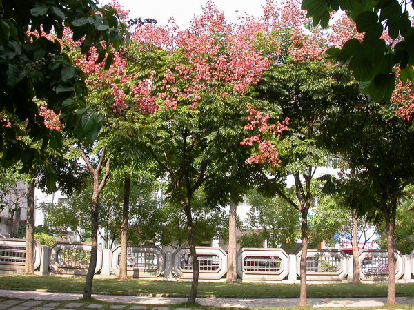  p data-id="gnt71rfnr6">栾树( i>koelreuteria paniculata /i>)