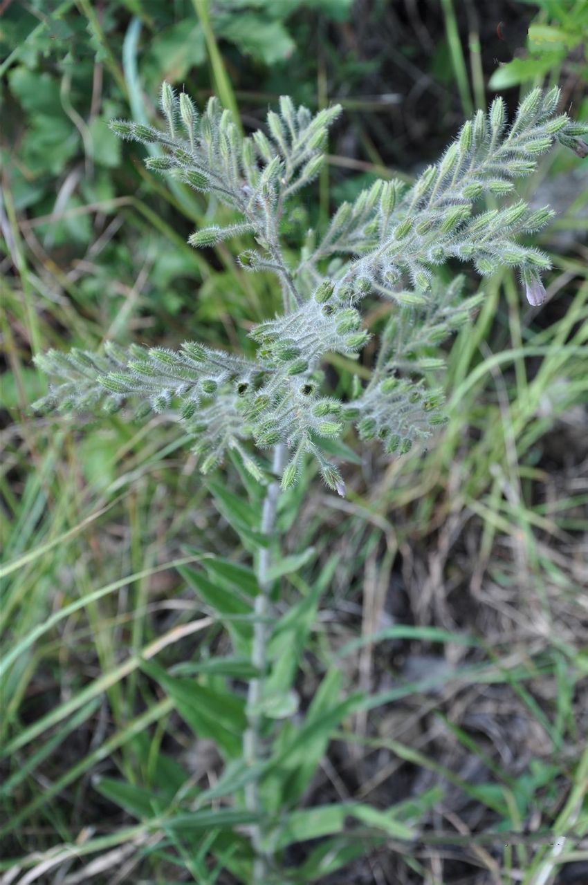 p>滇紫草(学名:onosma paniculatum bur. et fr.