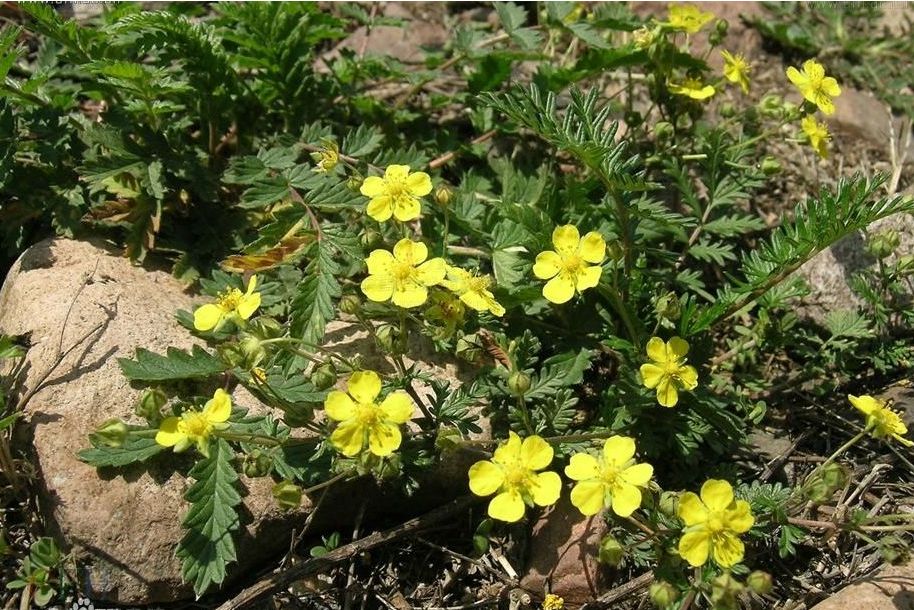 p>多茎委陵菜(学名: i>potentilla multicaulis /i> bge.