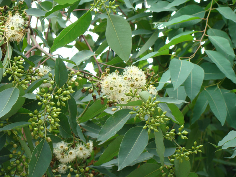  p>广叶桉(学名: i>eucalyptus amplifolia /i> naudin)是 a target="