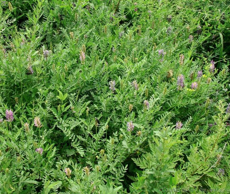  p>达乌里黄芪(学名: i>astragalus dahuricus  /i>(pall.) dc.
