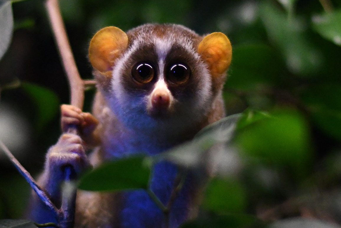  p>灰懒猴(学名: i>loris lydekkerianus /i>):是哺乳纲,懒猴科的一种