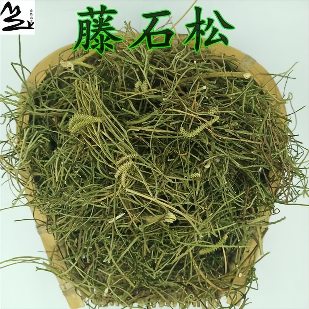 藤石松，国家重点二级保护野生植物，非常稀少，有4大厉害妙用_百科TA说
