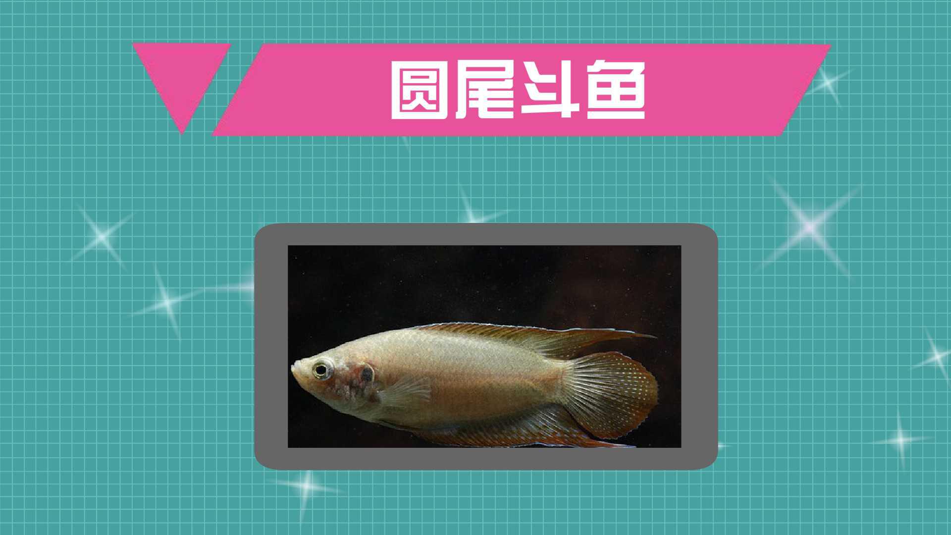 圆尾斗鱼:小型鱼类