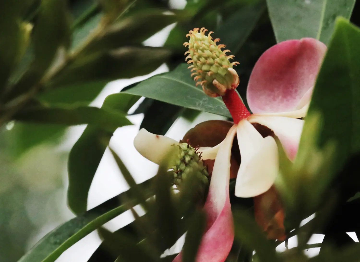  p data-id="9re7nnw">马关木莲海南个体002是一种木兰科,木莲属植物.