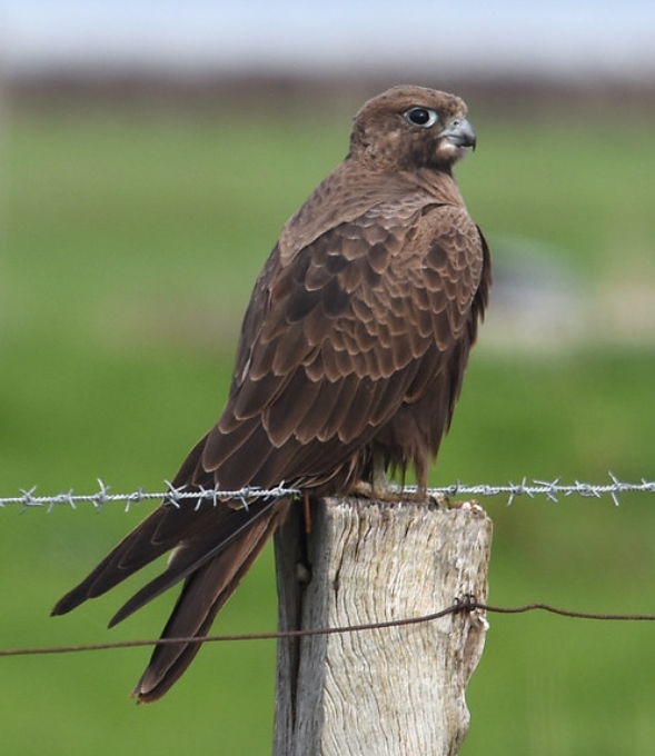  p>黑隼(学名: i>falco subniger /i>):是隼科,隼属的一种猛禽.