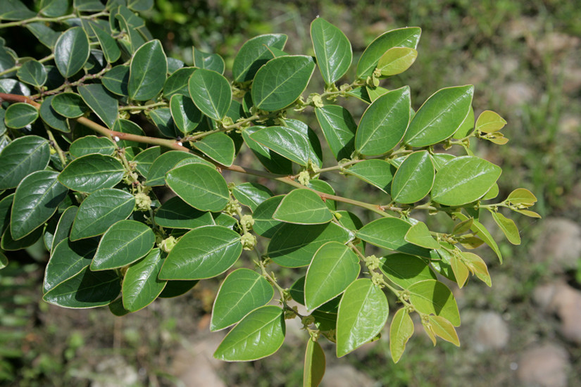 hook. f.)是叶下珠科黑面神属植物.