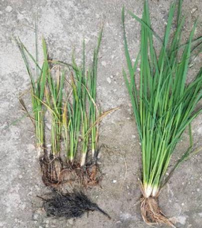  p>水稻黄矮病又名黄叶病,暂黄病,是由水稻黄矮病毒(pysv)引起,发生在