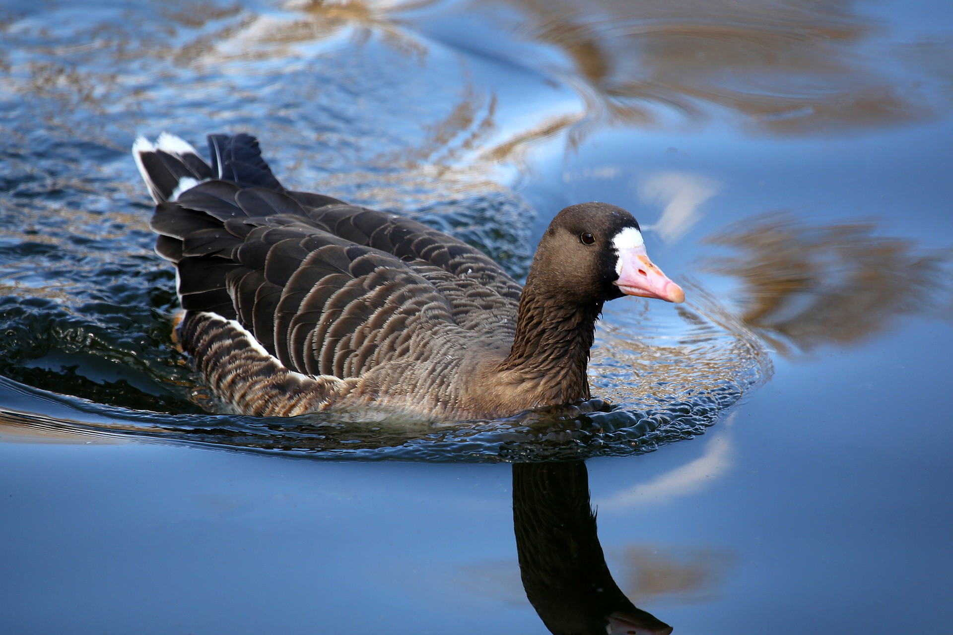 greater white-fronted goose