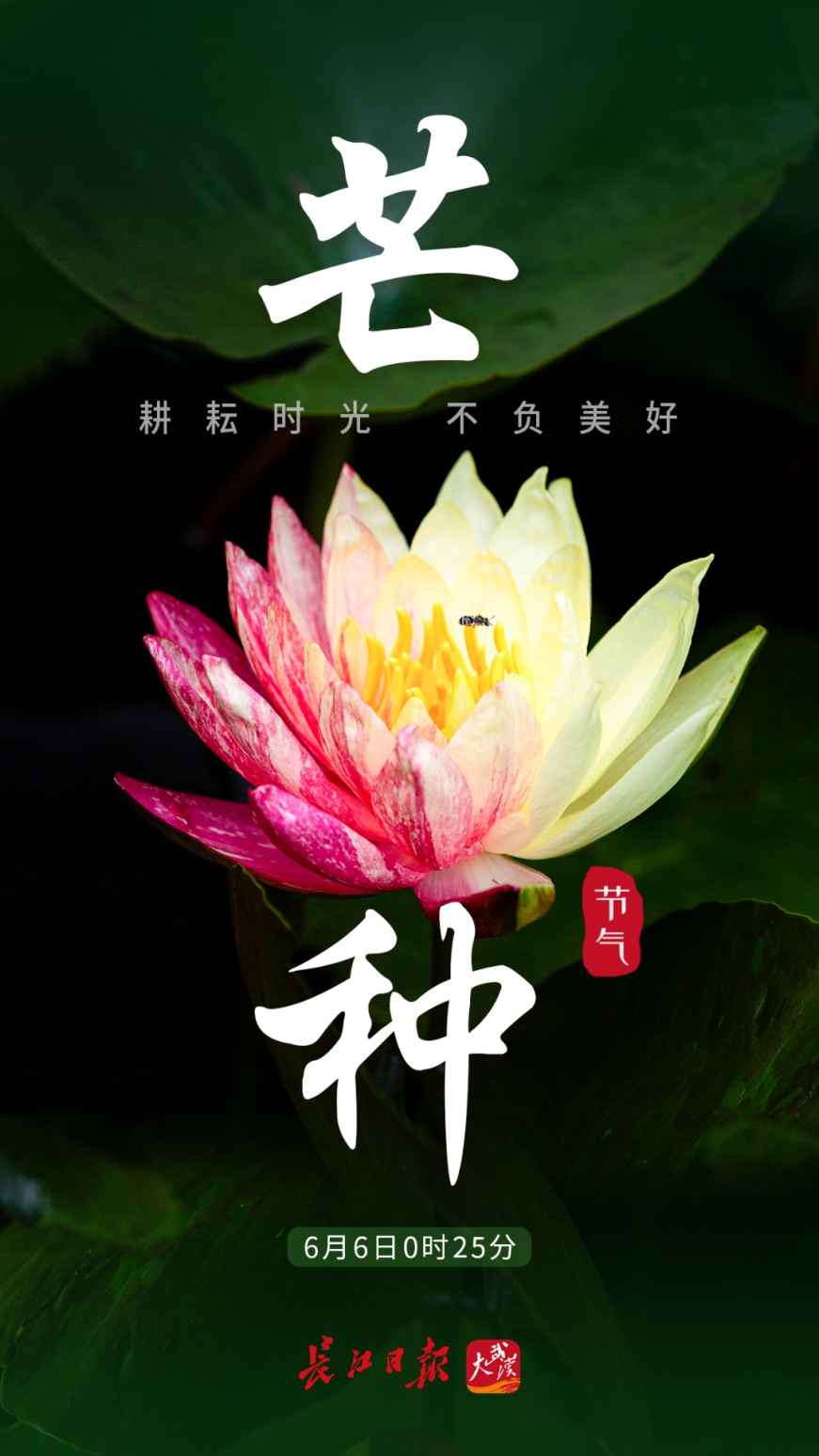 今日 芒种 百科ta说