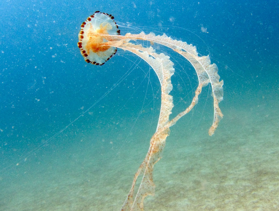 pelagiidae,是 a target="_blank" href="/item/旗口水母目/248769"