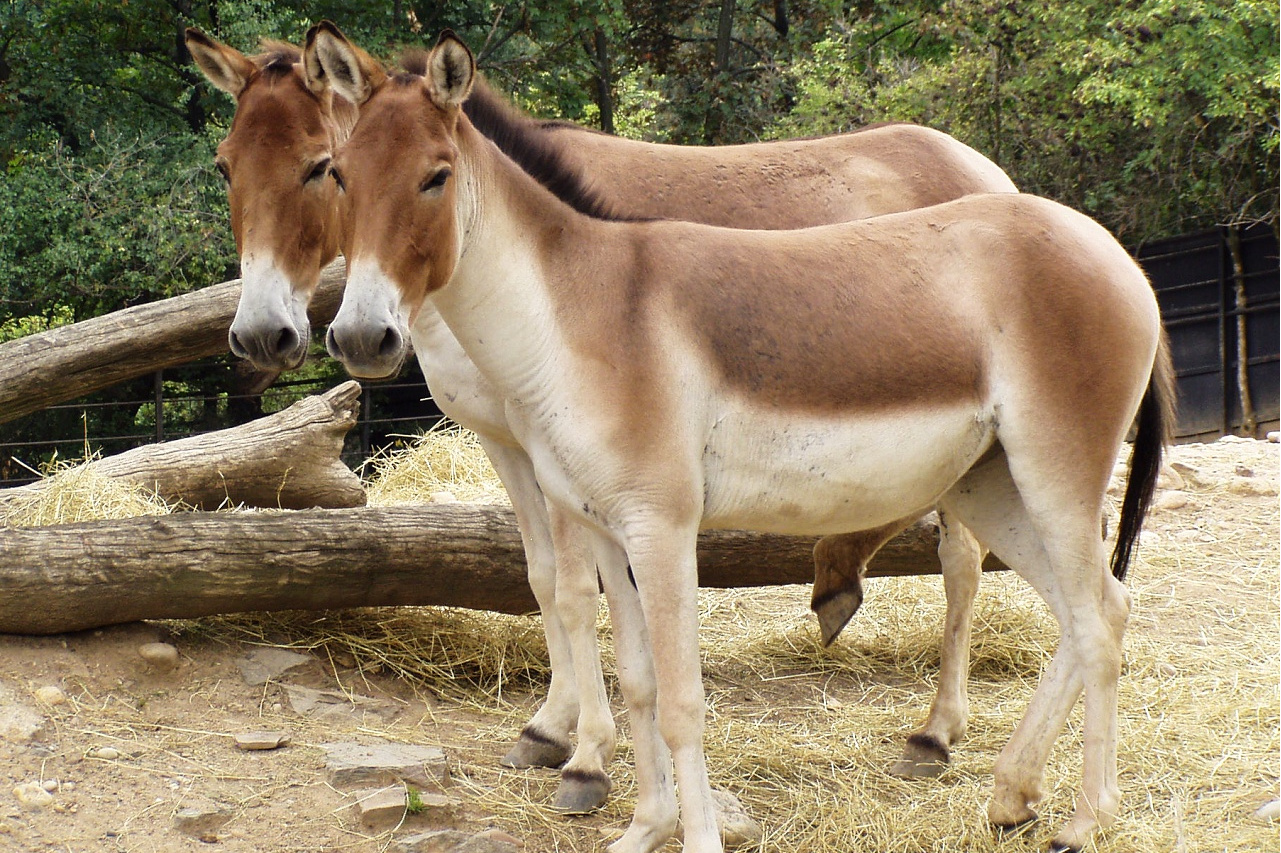 是所有野生驴中体型最大的一种,平均肩高为140厘米.