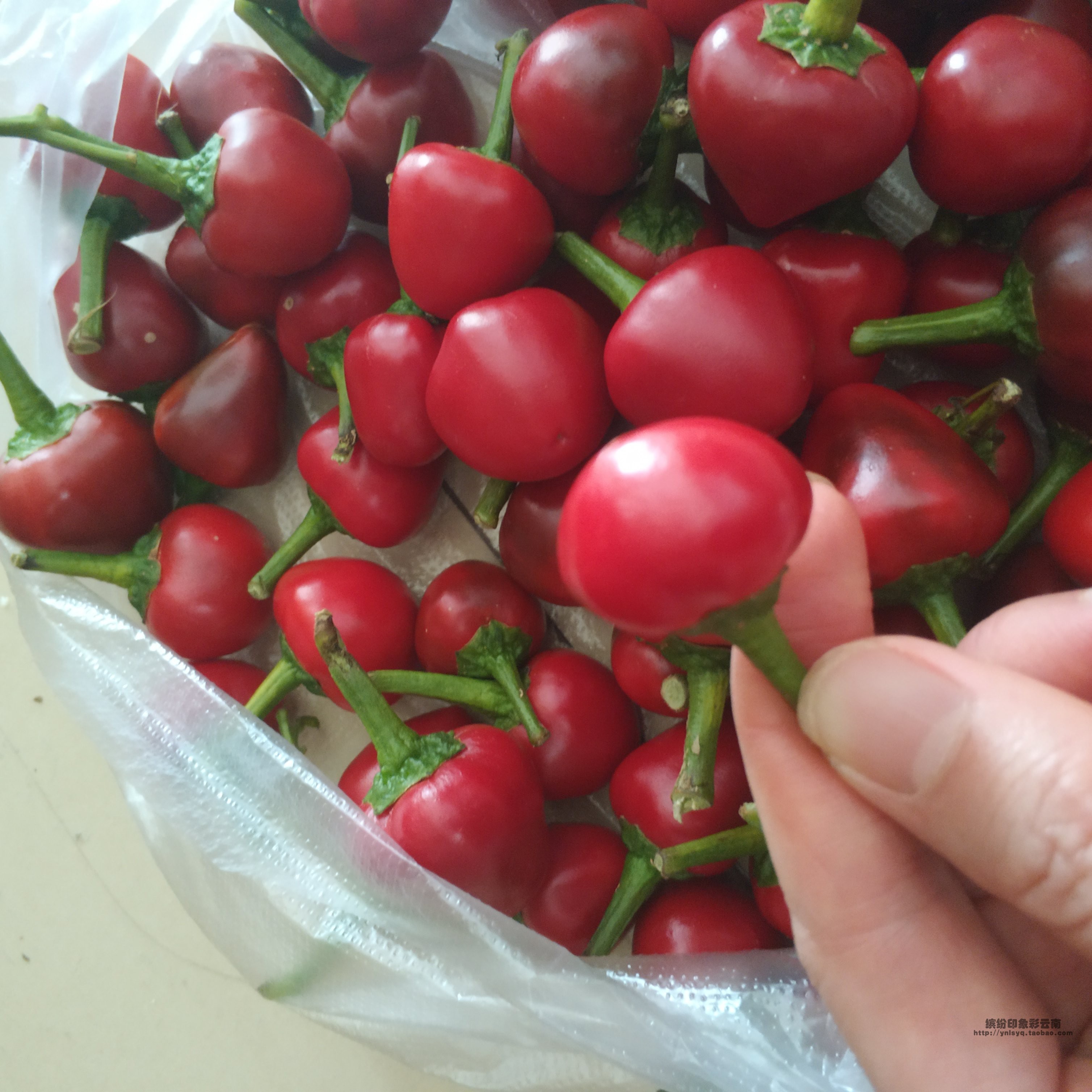 樱桃辣椒