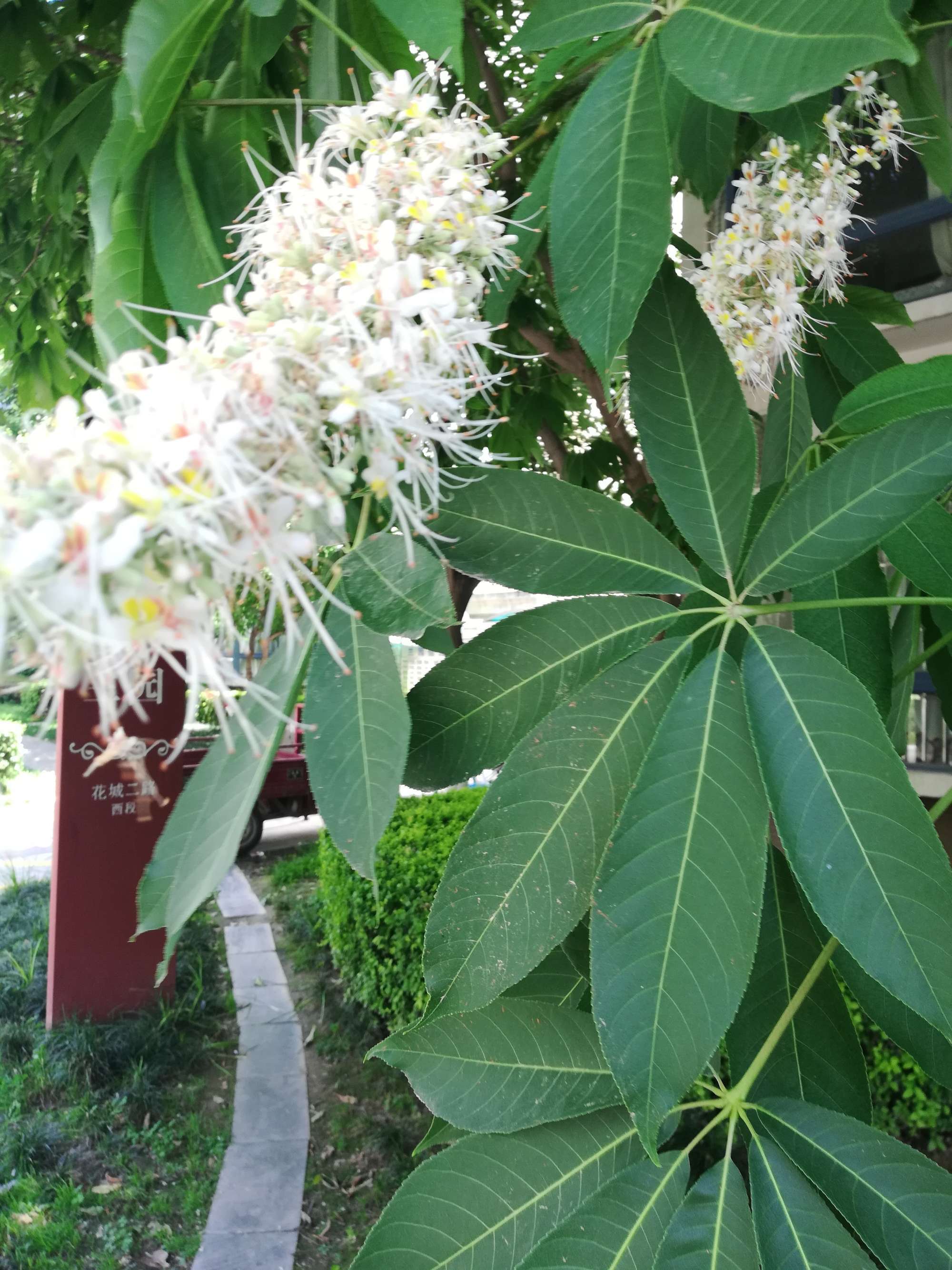 ( i>aesculus chinensis /i> bunge)无患子科七叶树属的落叶乔木 a