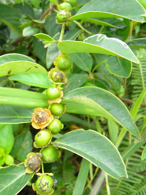 hook. f.)是叶下珠科黑面神属植物.