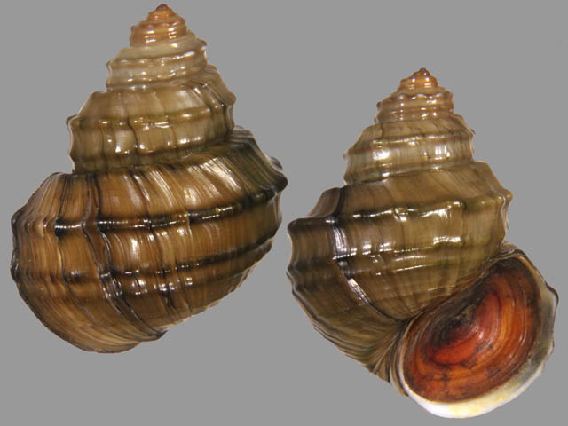  p>牟氏螺蛳(学名: i>margarya monodi /i>):是田螺科,螺蛳属的有壳类