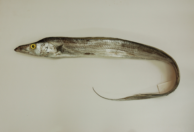  p>日本带鱼(学名: i>trichiurus japonicus /i>)是带鱼科,带鱼属鱼类