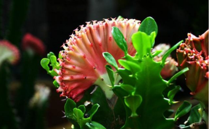 麒麟掌 肉嘟嘟的叶片内含剧毒 促进风水寓意吉祥 百科ta说