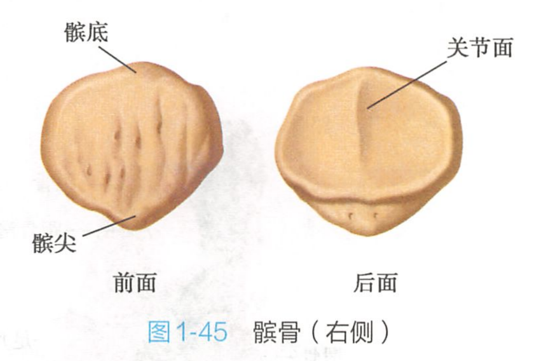 oufmu5j">髌骨(patella),俗称膝盖骨,是股四头肌肌腱中形成的一块籽骨