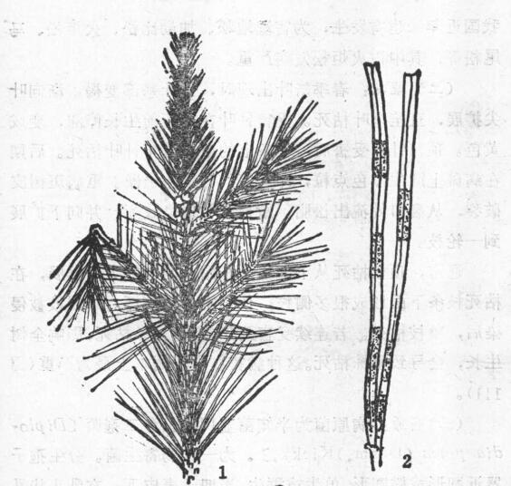 " data-lemmaid="55573729">松色二孢引起的,发生在松树的病害