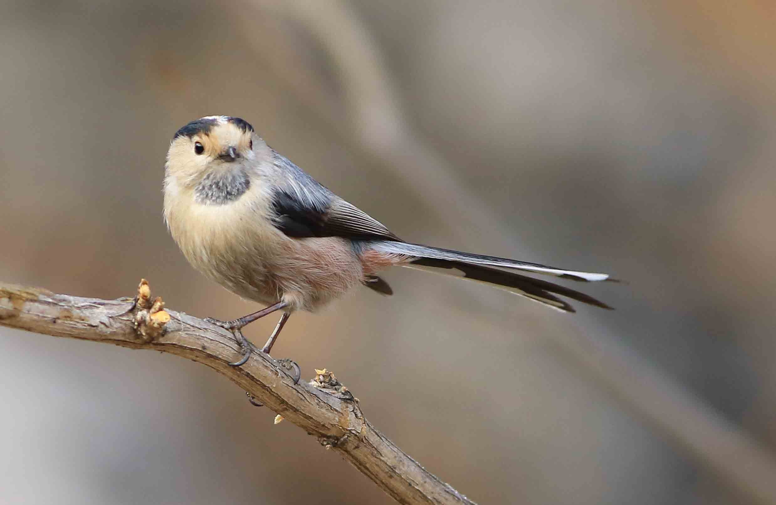 银喉山雀指名亚种