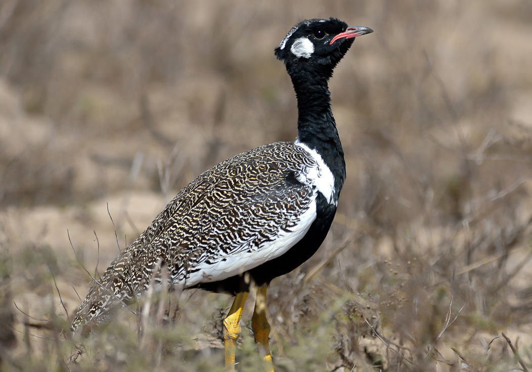 southern black bustard