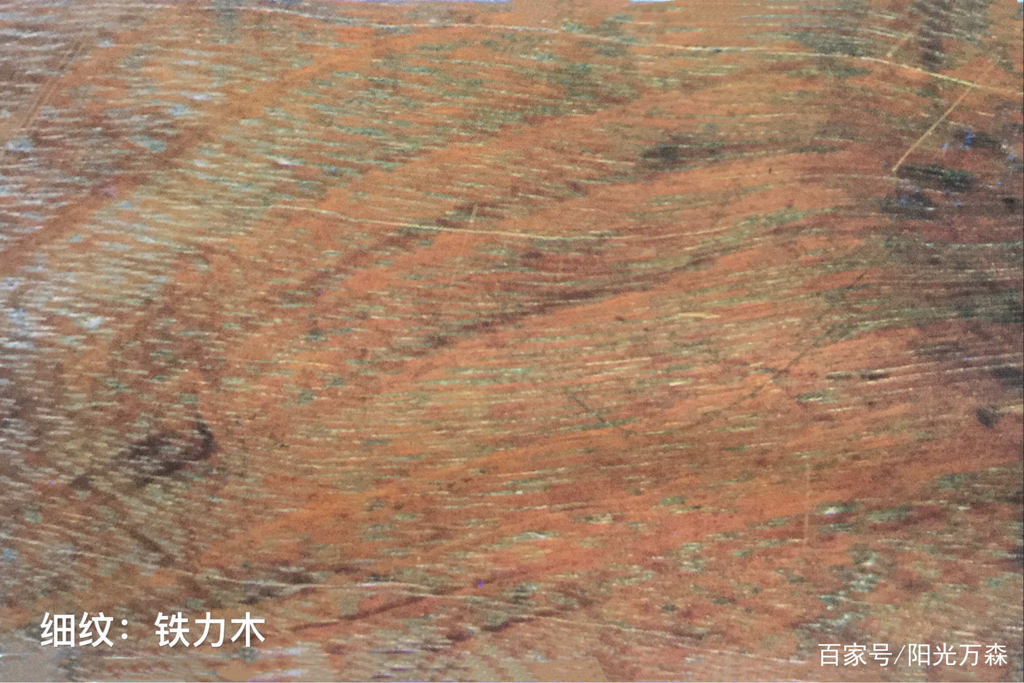 铁刀木、铁力木、格木（铁木）：哪个木种属于红木范畴？_百科TA说