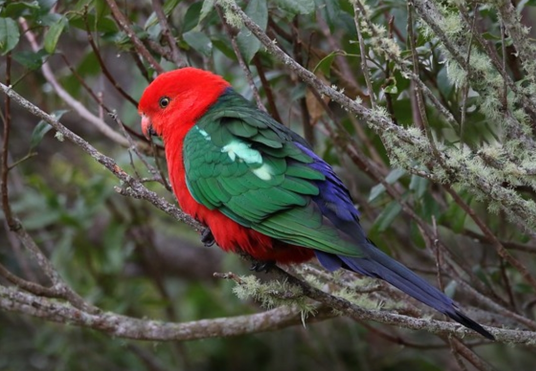  p>鹦鹉目(学名:psittaciformes):是鸟纲中的1目.