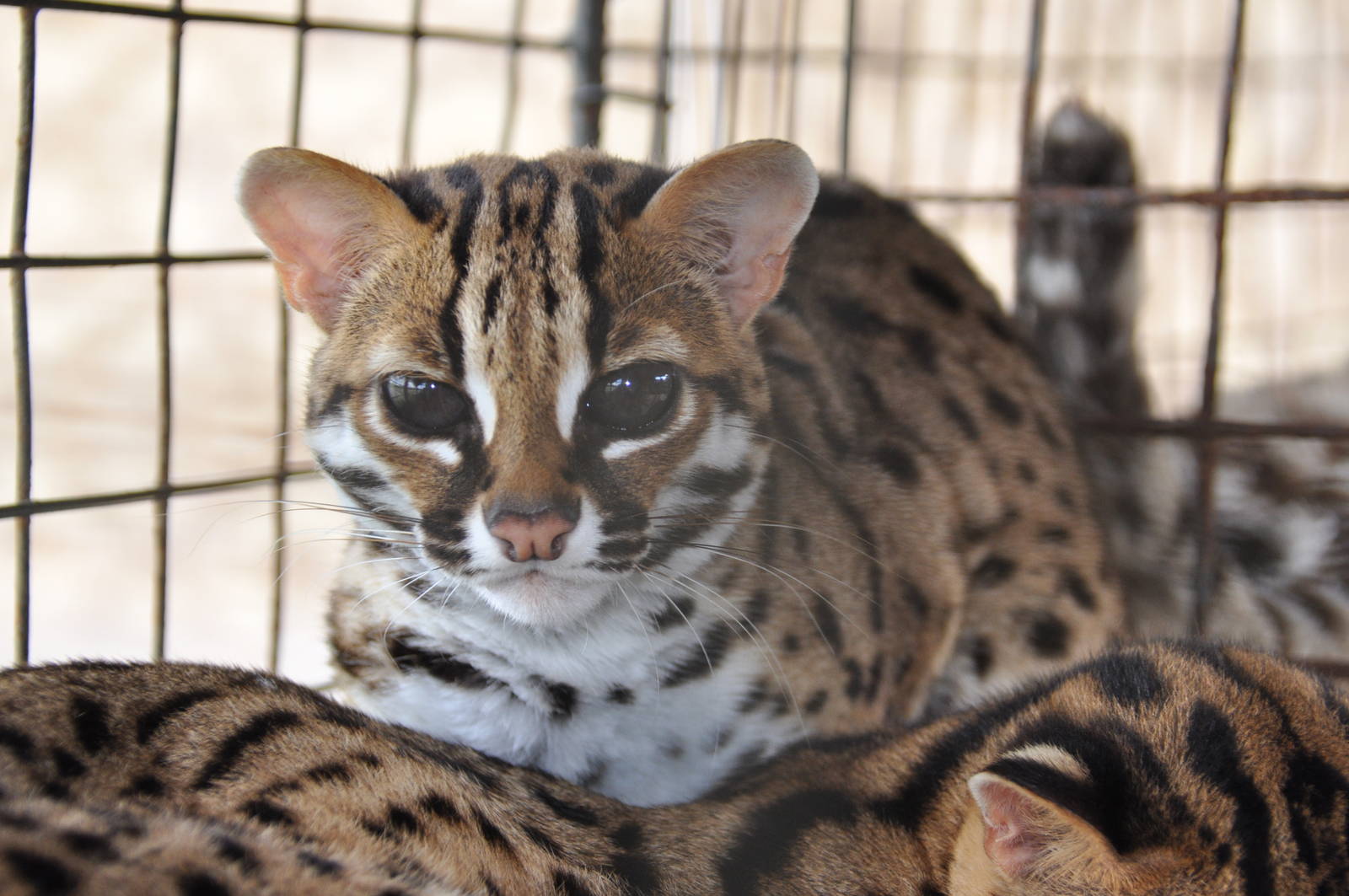  p>豹猫(学名: i>prionailurus bengalensis /i>)是猫科,豹猫属动物.