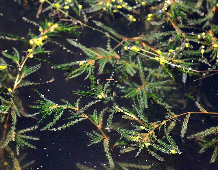  p>菹草(学名: i>potamogeton crispus /i> l.