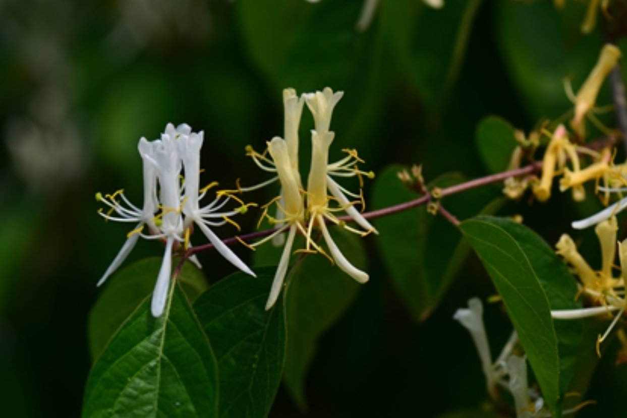  p>金银忍冬(学名: i>lonicera maackii /i> (rupr.) maxim.
