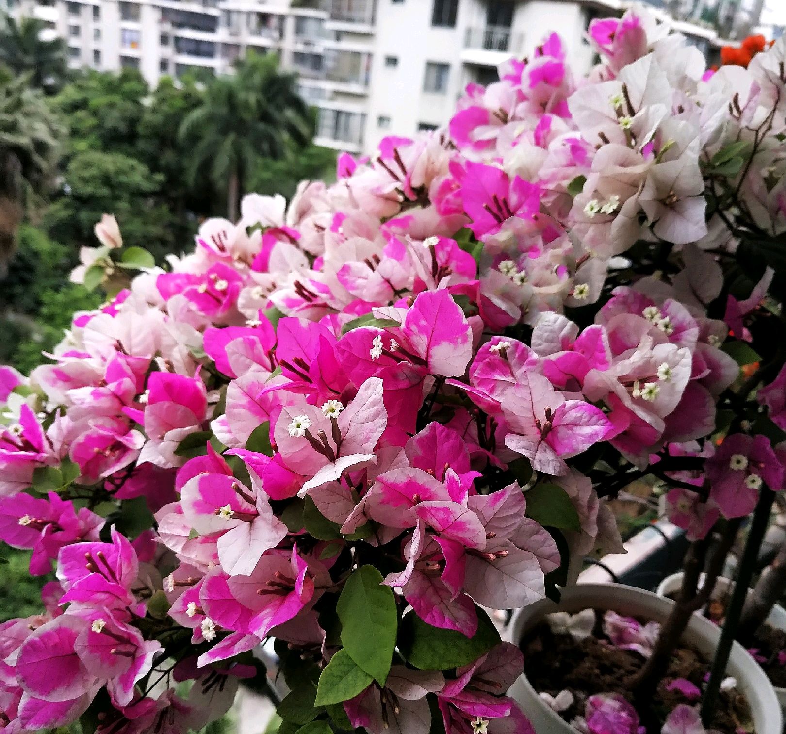 三角梅盆栽几个月了一直不开花怎么回事 去年已经开过花 百科ta说