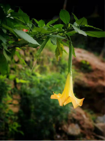 木本曼陀罗 如何将其养殖成明艳动人的花 百科ta说