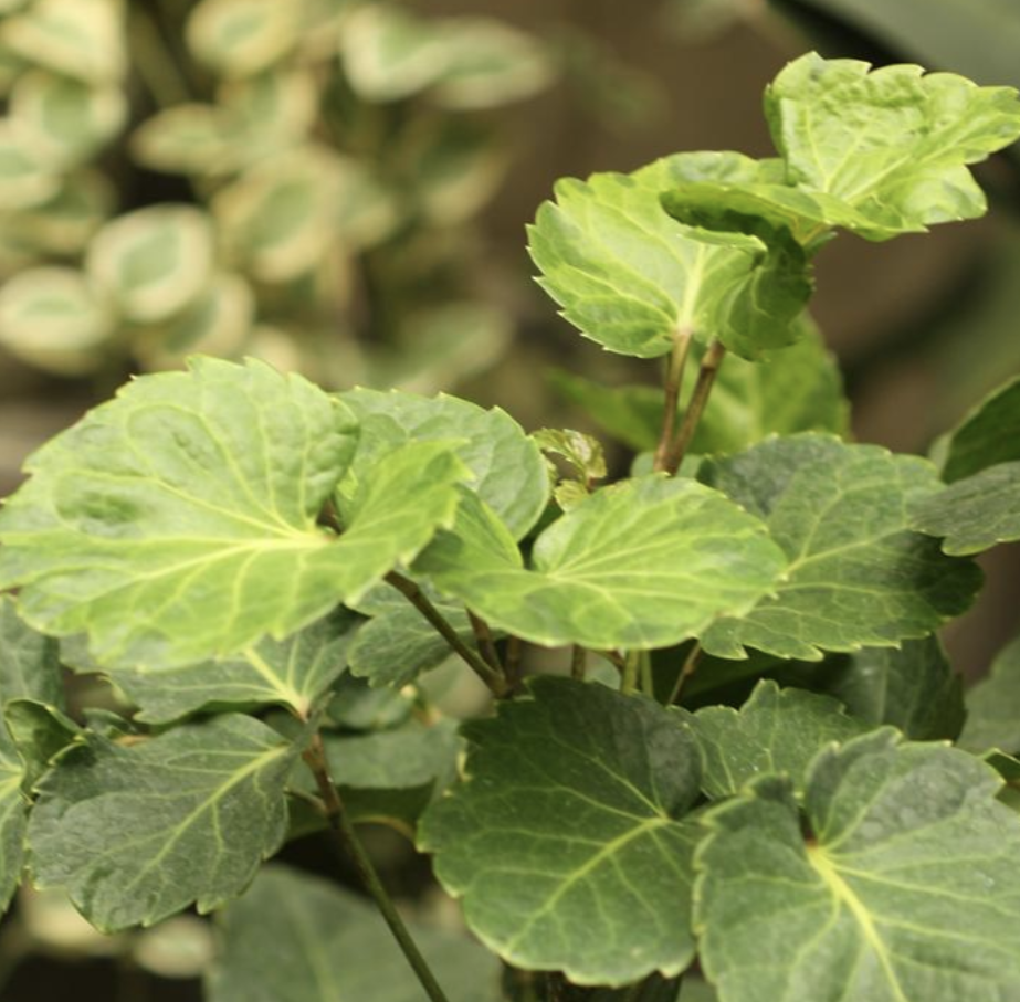  p data-id="gnxbivywkf">圆叶南洋参( i>polyscias scutellaria /i>