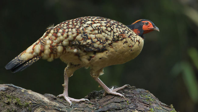  p>黄腹角雉(学名: i>tragopan caboti /i>):是鸟纲,雉科中国特产的一