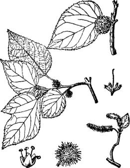 构（桑科构属植物）_百度百科