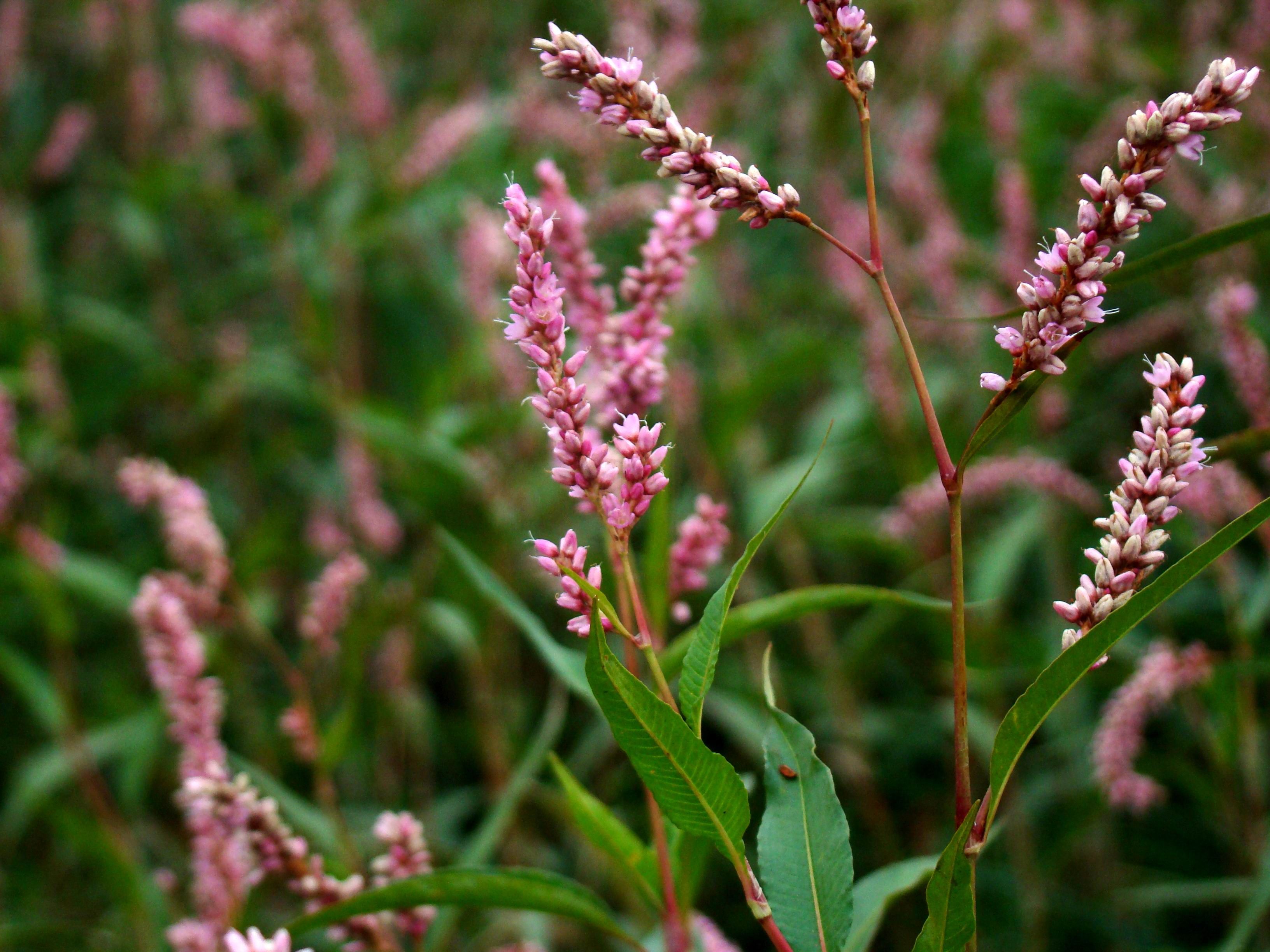  p data-id="gnbpec07ps">蓼草是蓼科蓼属的一年生草本植物.