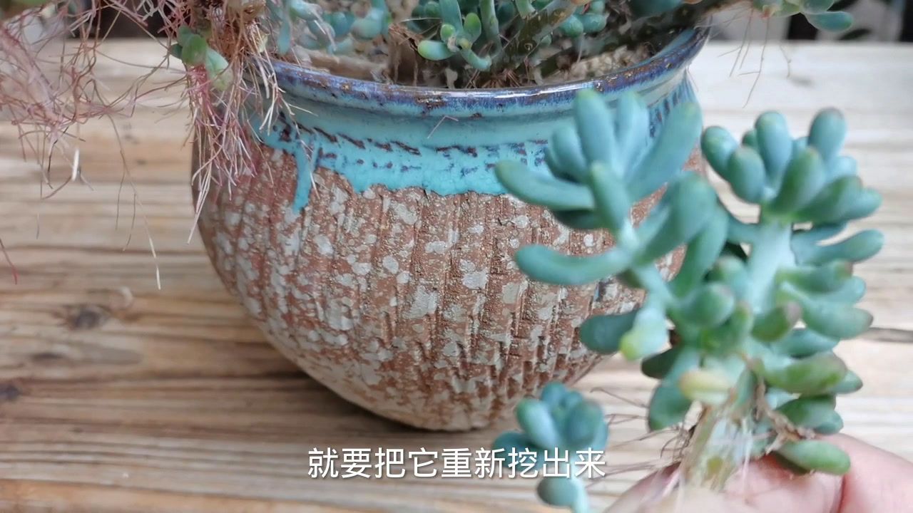 多肉植物 植物的一个种类 百度百科