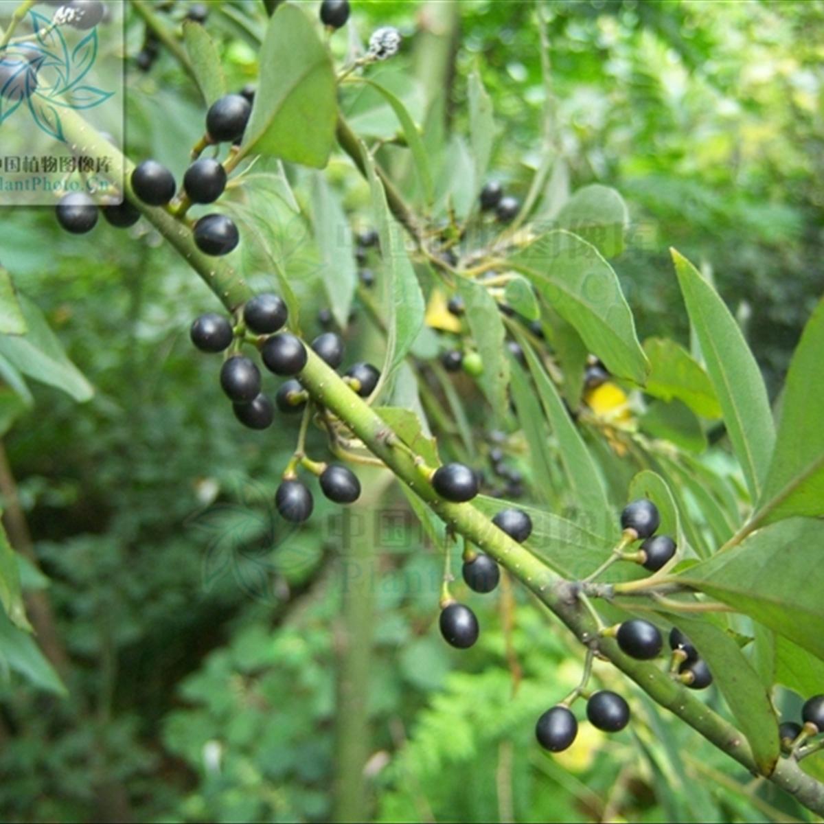 荜澄茄