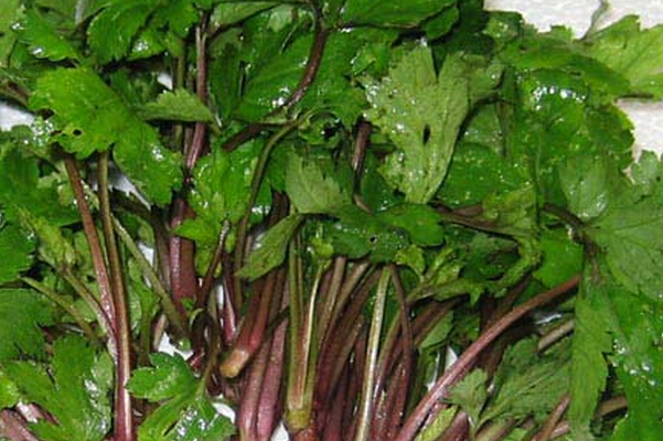 江西珍珠菜