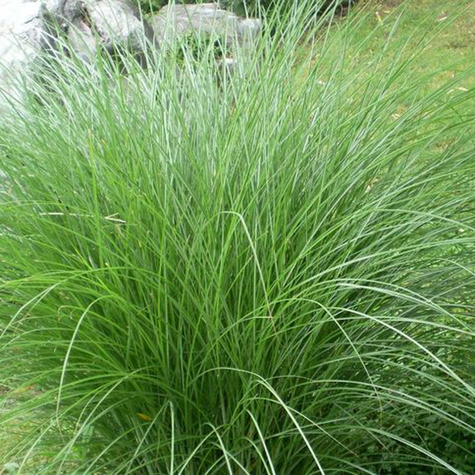 细叶芒