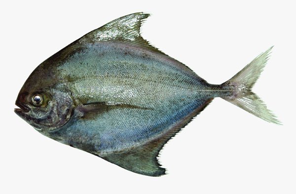  p>乌鲳(学名: i>parastromateus niger /i>)是乌鲳科,乌鲳属的鱼类.