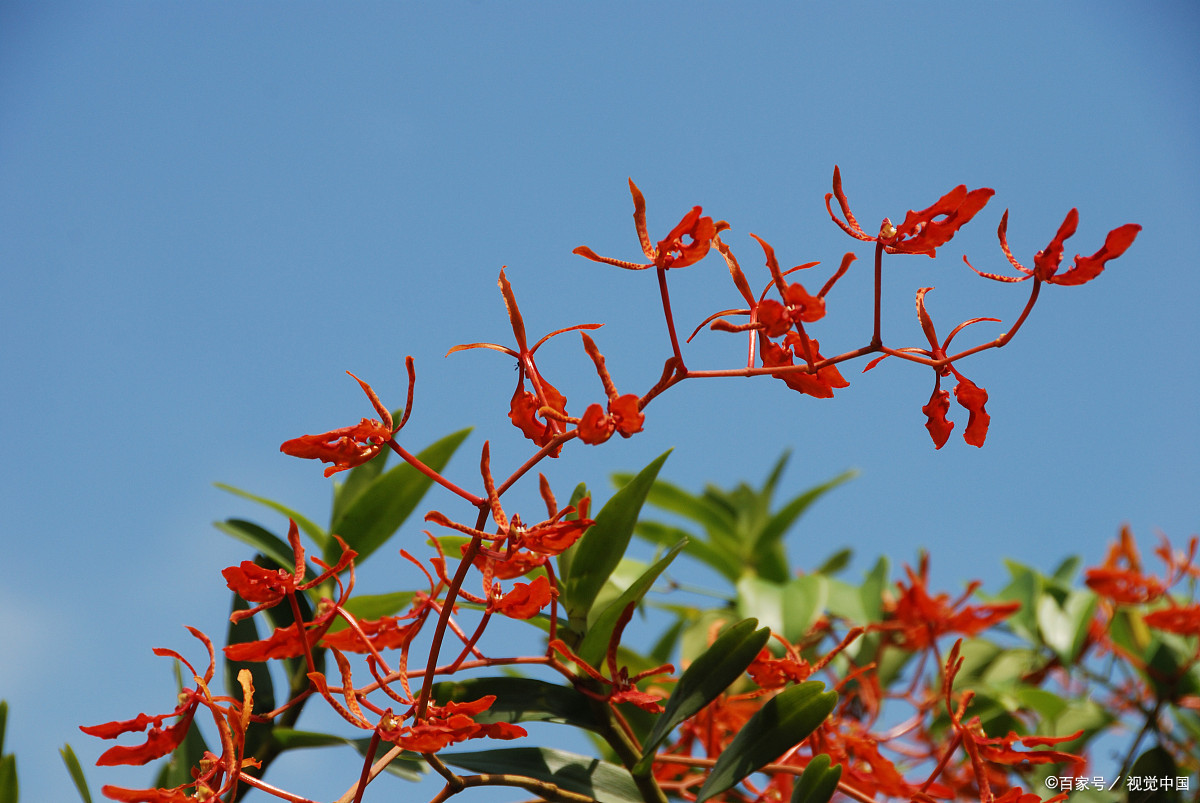 此花绚丽如火极尽灵动 鲜花蔓延着火苗 象征火焰般的热情与力量 百科ta说