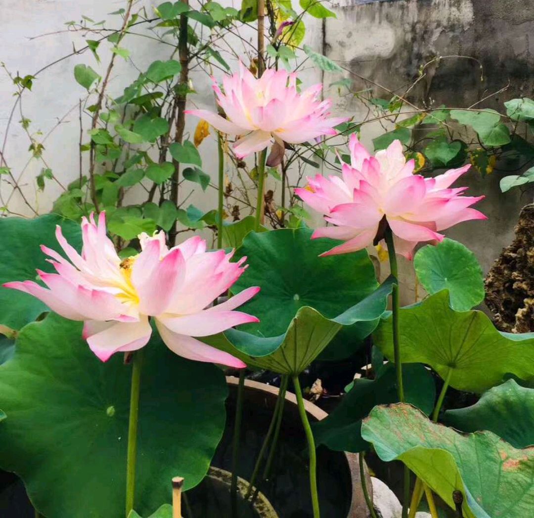 10种花，中国特产，漂亮好养，被称为“中国10大名花”，人人可养_百科TA说