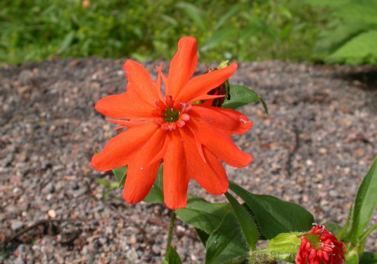 剪秋罗 石竹科剪秋罗属植物 百度百科