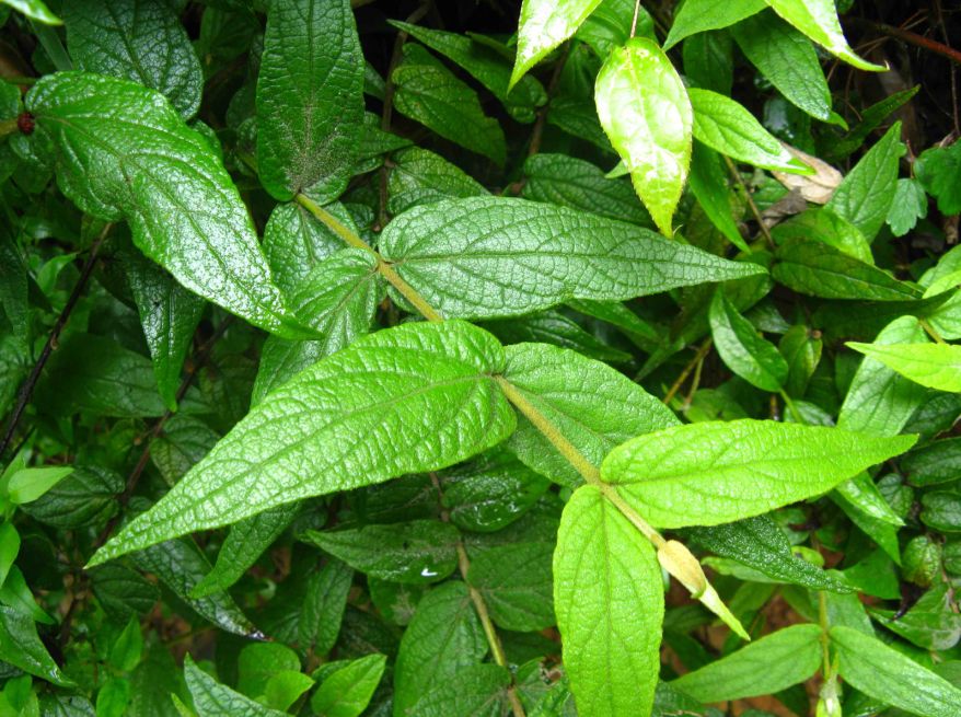  p>来江藤(学名: i>brandisia hancei /i> hook.&nbsp;f.